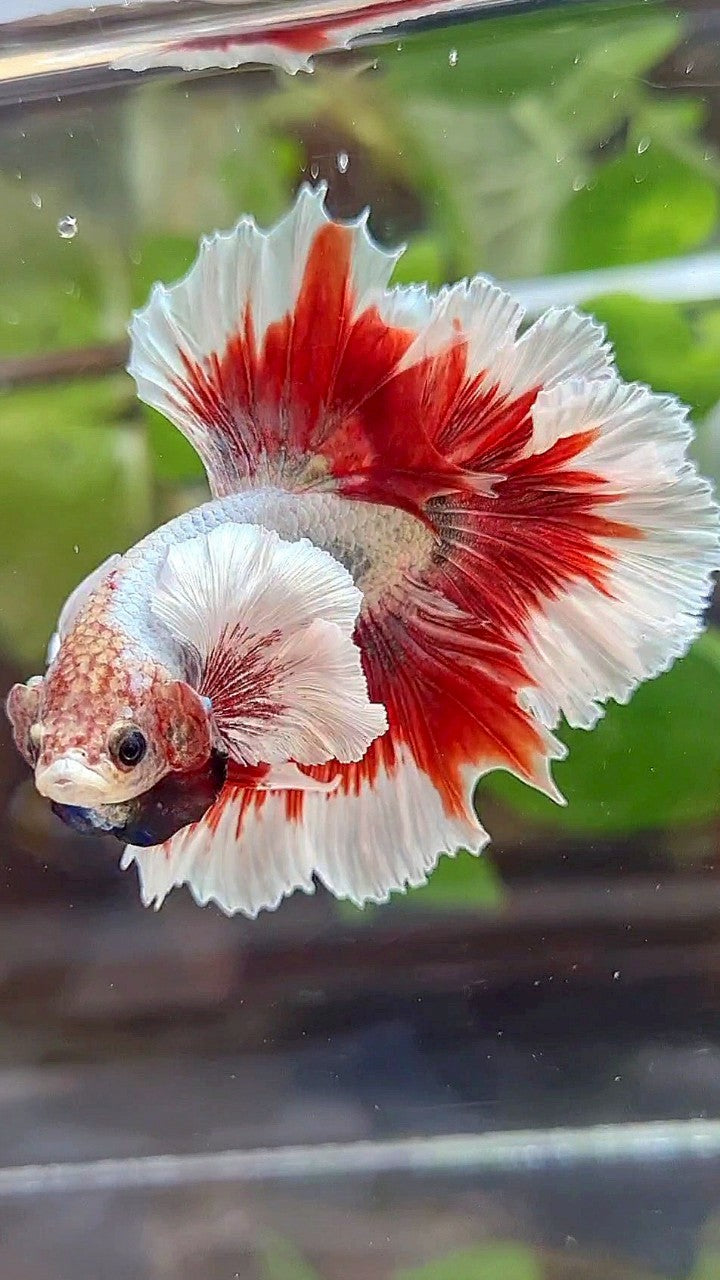 HALFMOON FEATHER SUPER DUMBO EAR RED BUTTERFLY COPPER BETTA FISH