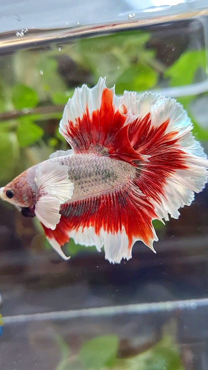 HALFMOON FEATHER SUPER DUMBO EAR RED BUTTERFLY COPPER BETTA FISH