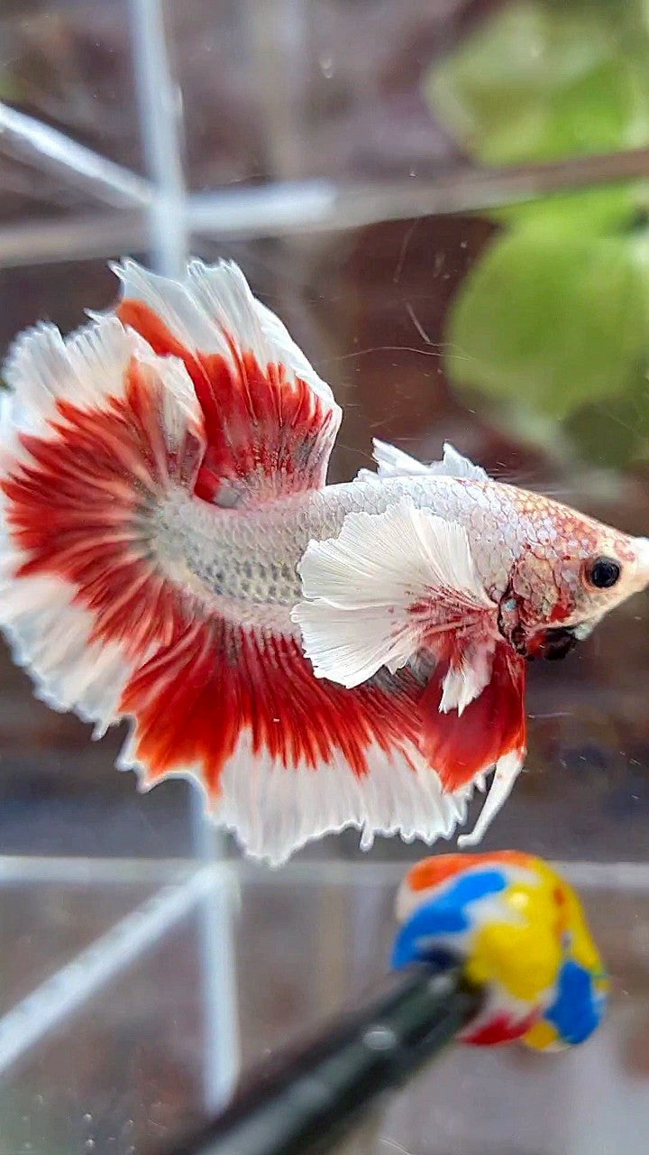 HALFMOON FEATHER SUPER DUMBO EAR RED BUTTERFLY COPPER BETTA FISH