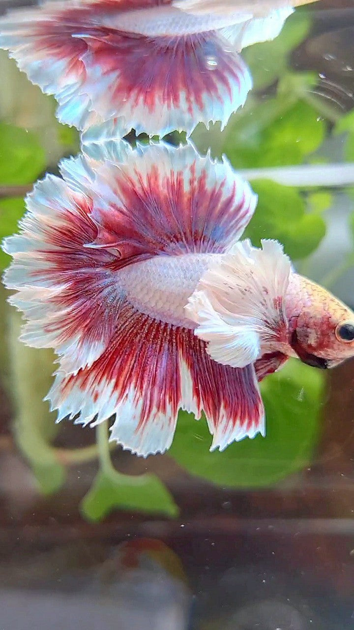 HALFMOON FEATHER SUPER DUMBO EAR PURPLE PINK BUTTERFLY BETTA FISH