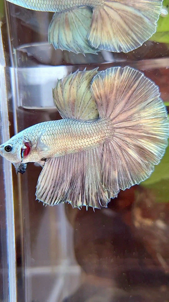 HALFMOON ROSETAIL SUPER COPPER FULLMASK BETTA FISH