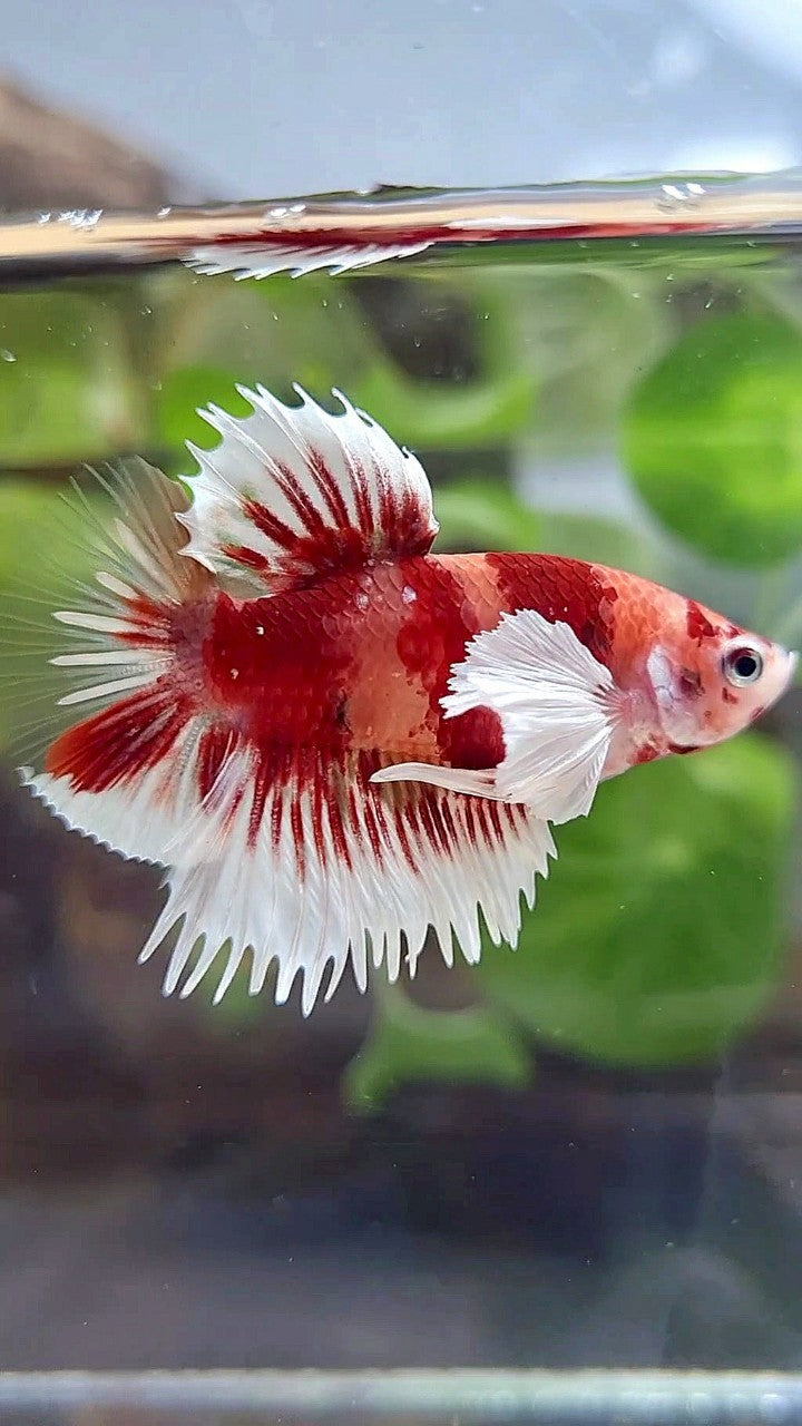 CROWNTAIL PLAKAT DUMBO EAR ORANGE KOI MULTICOLOR BETTA FISH