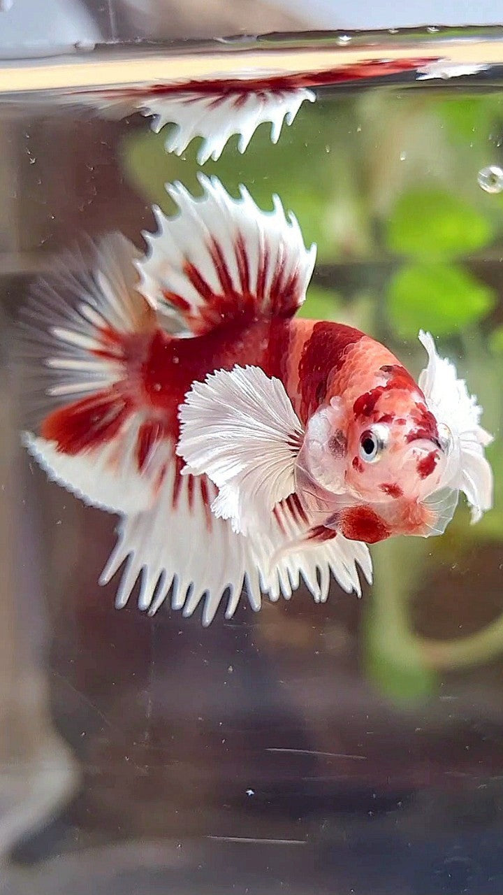 CROWNTAIL PLAKAT DUMBO EAR ORANGE KOI MULTICOLOR BETTA FISH