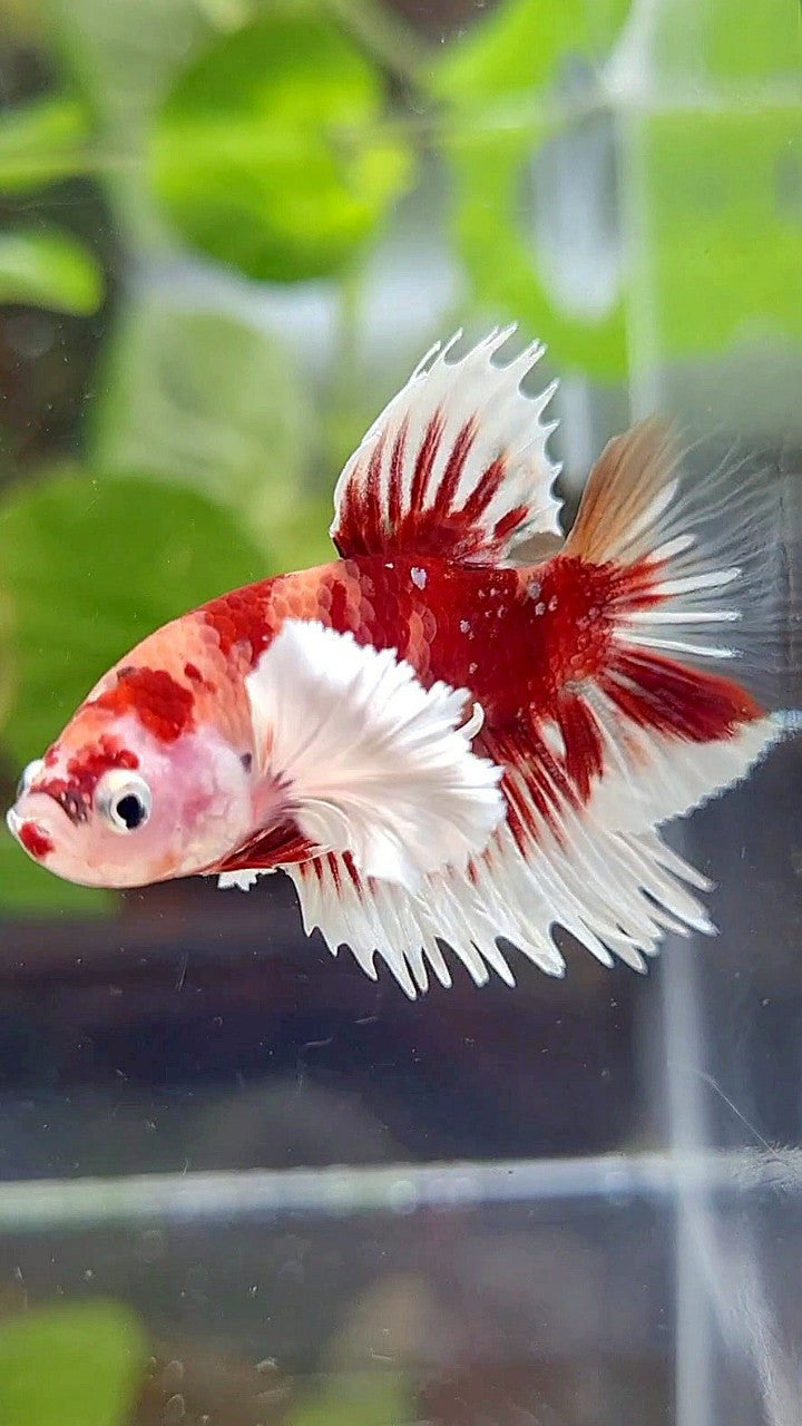 CROWNTAIL PLAKAT DUMBO EAR ORANGE KOI MULTICOLOR BETTA FISH