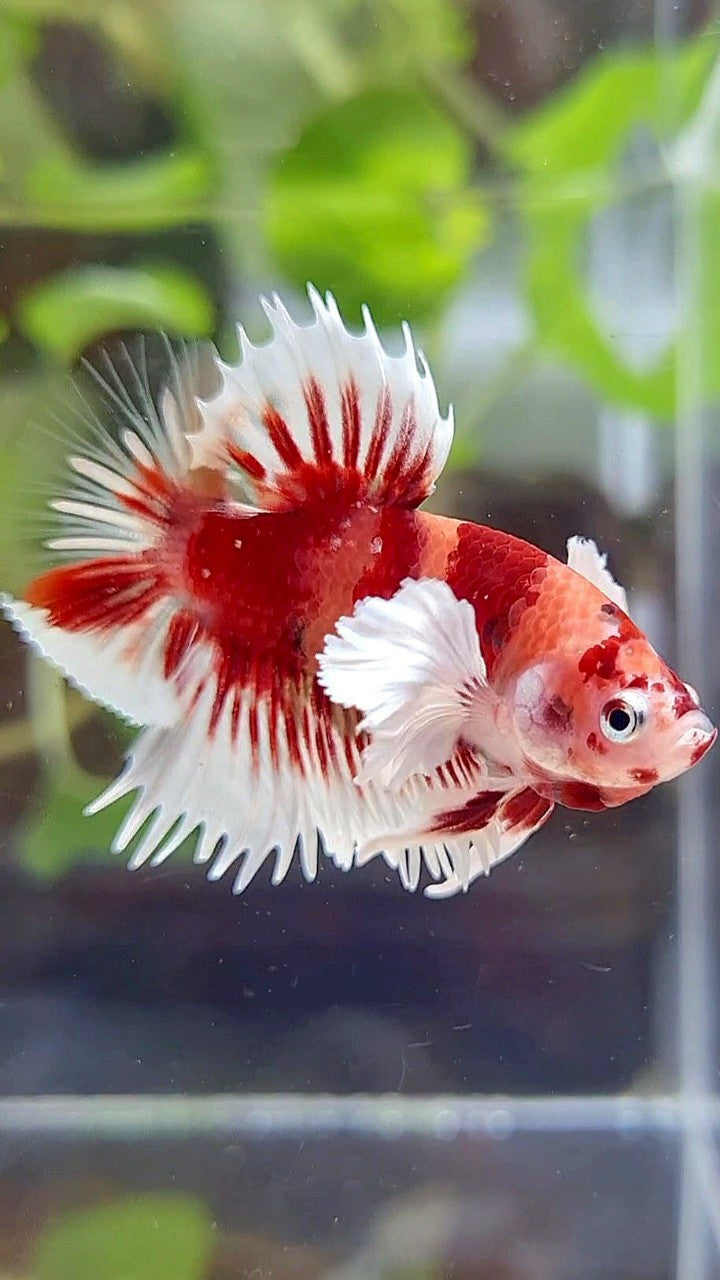 CROWNTAIL PLAKAT DUMBO EAR ORANGE KOI MULTICOLOR BETTA FISH