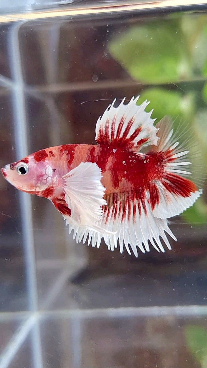 CROWNTAIL PLAKAT DUMBO EAR ORANGE KOI MULTICOLOR BETTA FISH