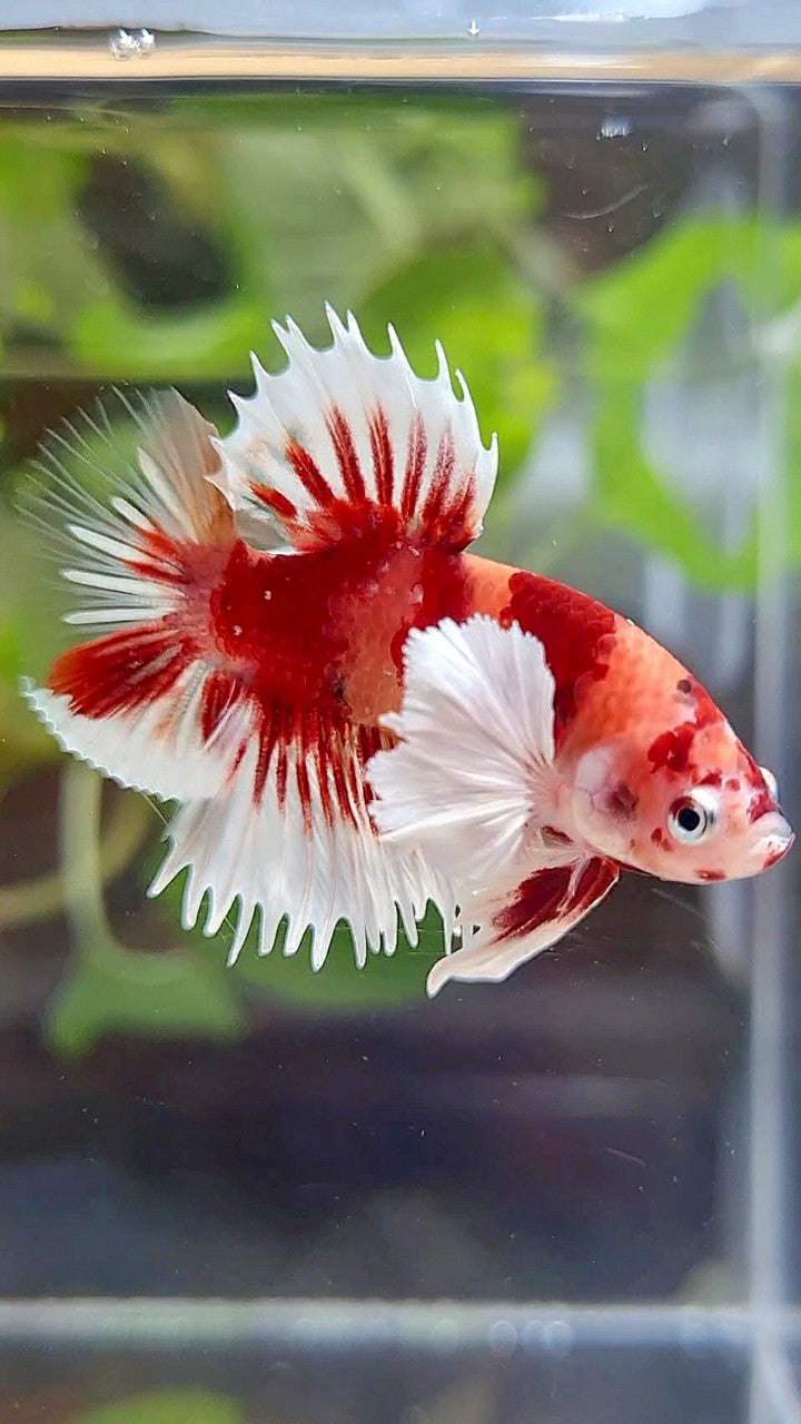 CROWNTAIL PLAKAT DUMBO EAR ORANGE KOI MULTICOLOR BETTA FISH