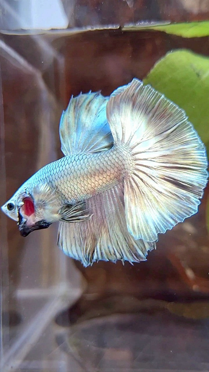 HALFMOON ROSETAIL SUPER COPPER FULLMASK BETTA FISH