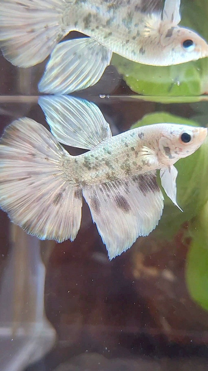 HALFMOON WHITE SUPER DOTS COPPER MARBLE BETTA FISH