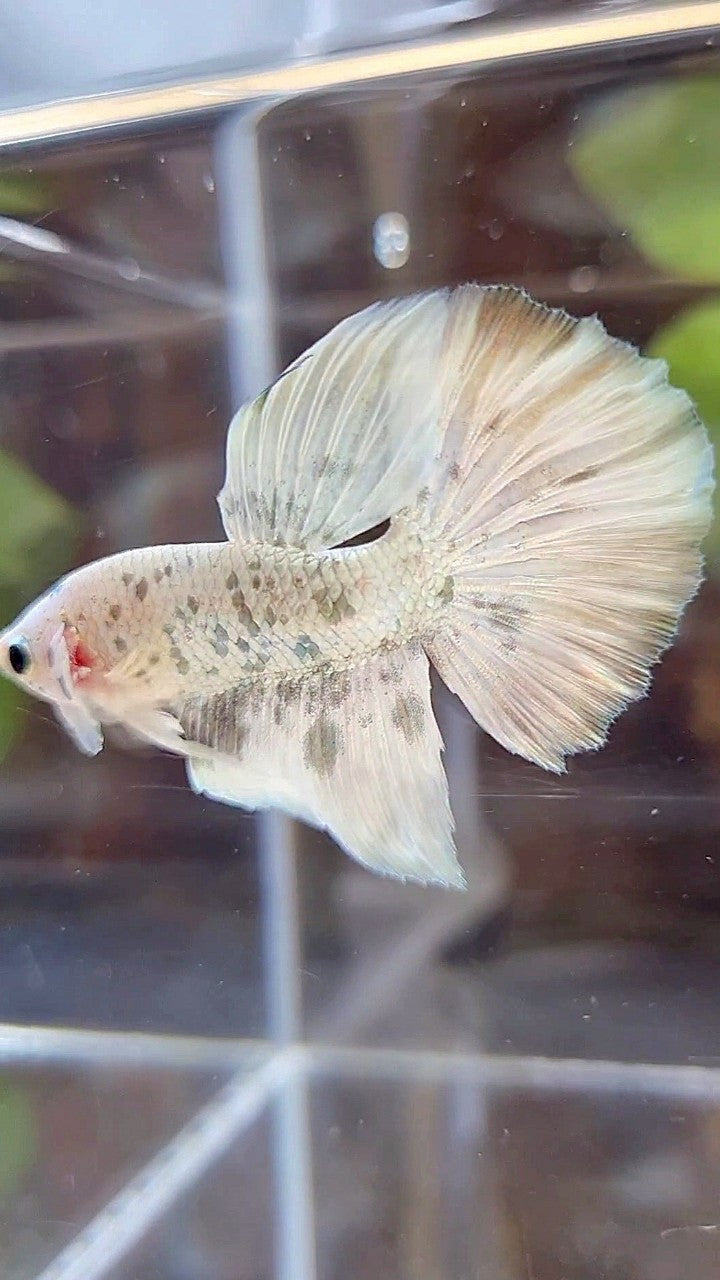 HALFMOON WHITE SUPER DOTS COPPER MARBLE BETTA FISH