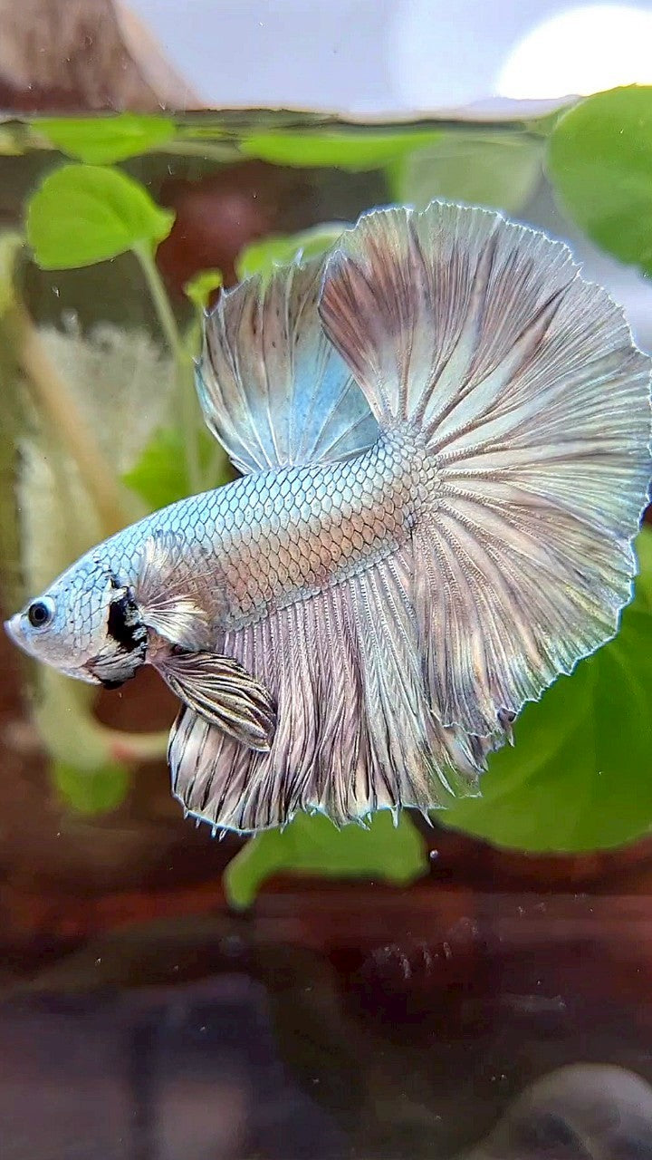 HALFMOON ROSETAIL SUPER COPPER FULLMASK BETTA FISH