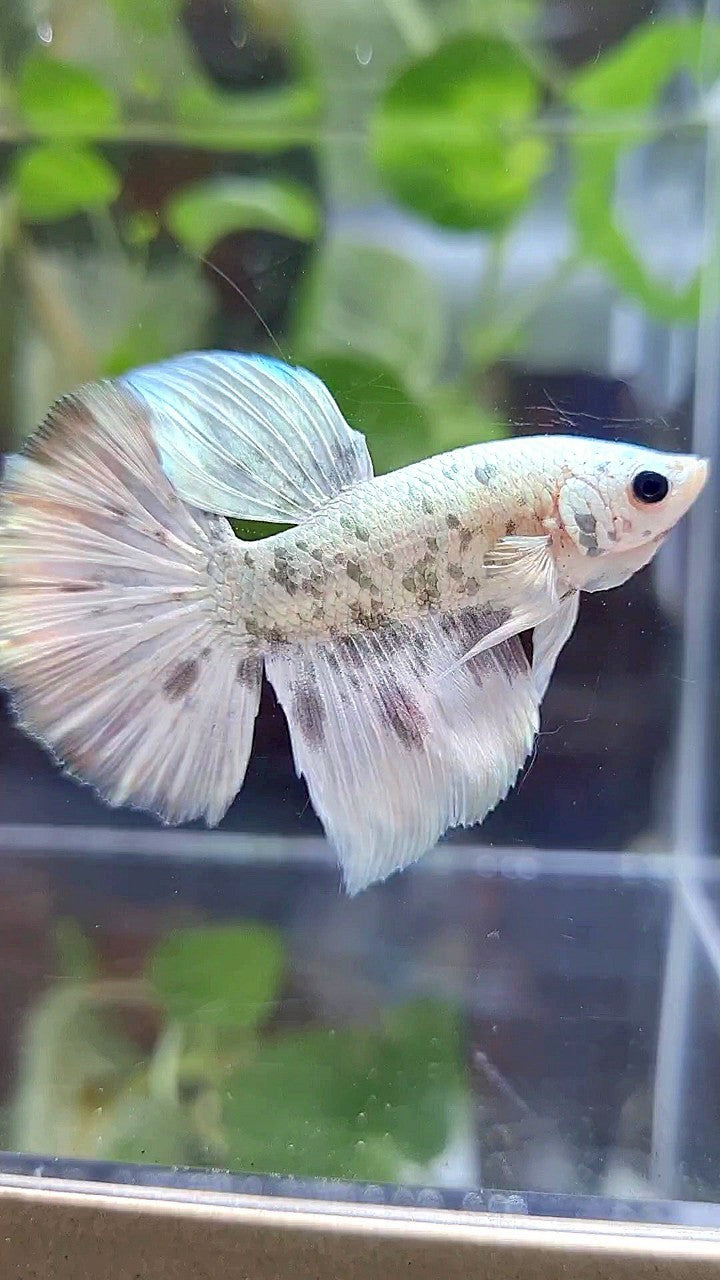 HALFMOON WHITE SUPER DOTS COPPER MARBLE BETTA FISH