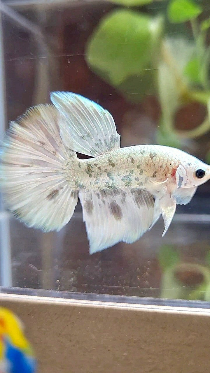 HALFMOON WHITE SUPER DOTS COPPER MARBLE BETTA FISH