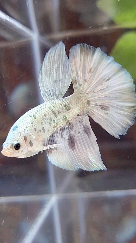 HALFMOON WHITE SUPER DOTS COPPER MARBLE BETTA FISH