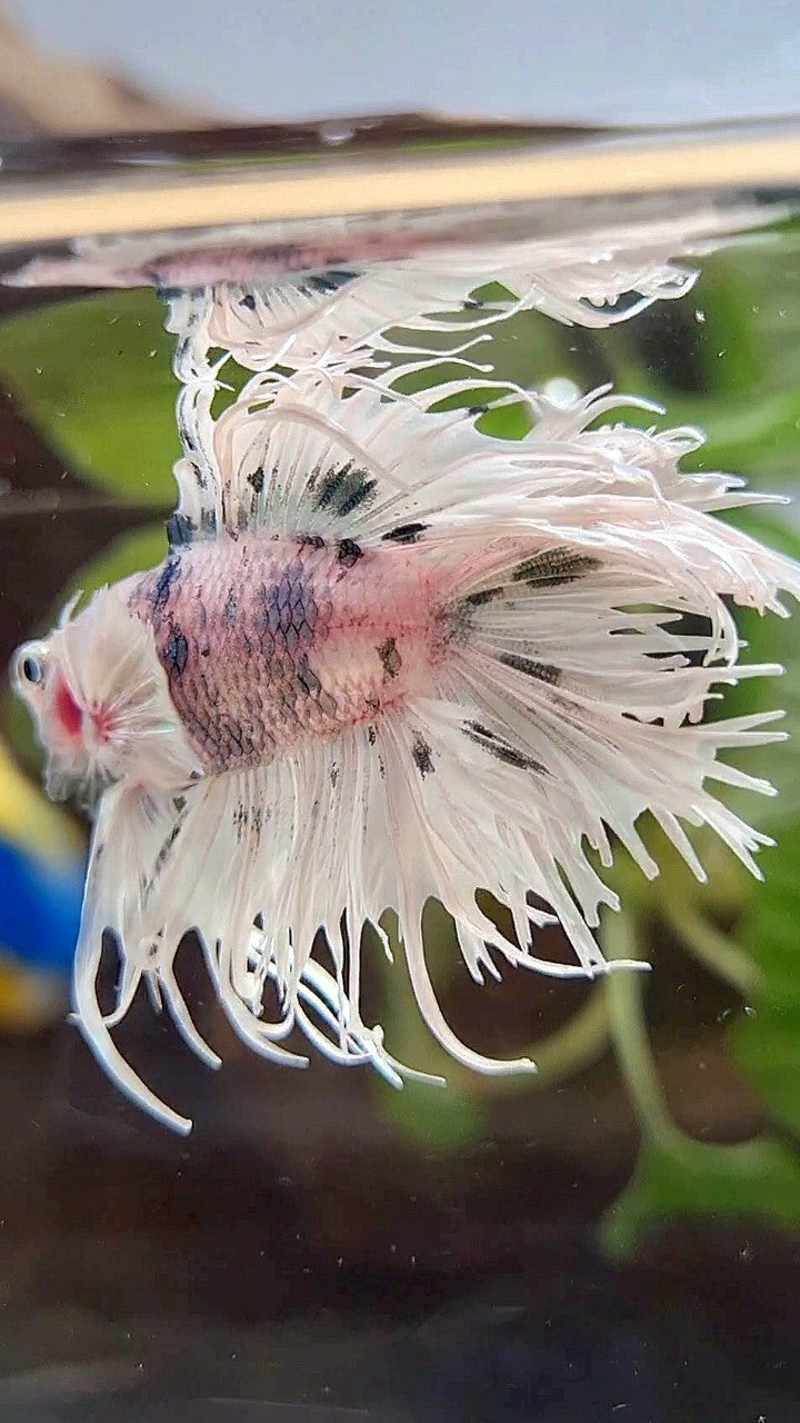 CROWNTAIL DOUBLE TAIL DUMBO EAR WHITE COPPER DOTS MARBLE BETTA FISH