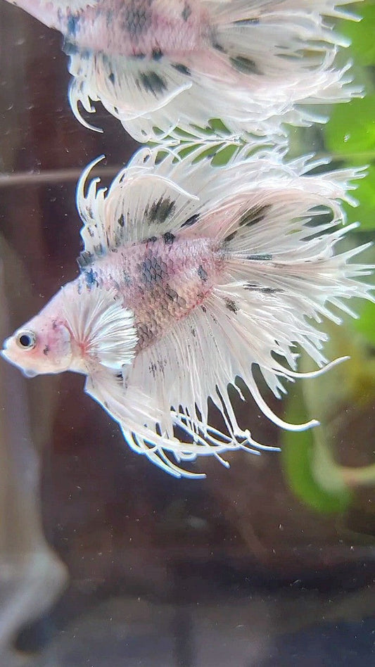 CROWNTAIL DOUBLE TAIL DUMBO EAR WHITE COPPER DOTS MARBLE BETTA FISH