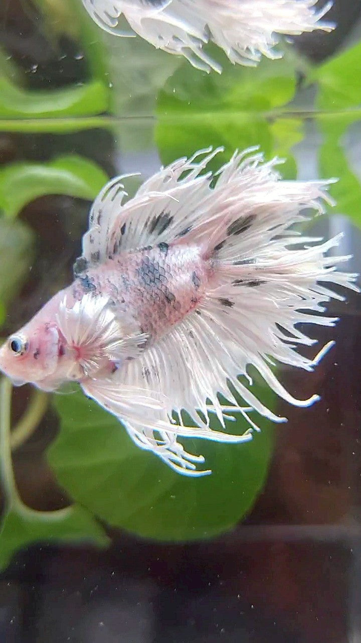 CROWNTAIL DOUBLE TAIL DUMBO EAR WHITE COPPER DOTS MARBLE BETTA FISH