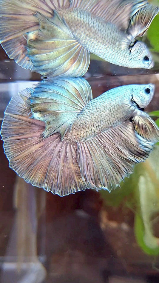 HALFMOON ROSETAIL SUPER COPPER FULLMASK BETTA FISH