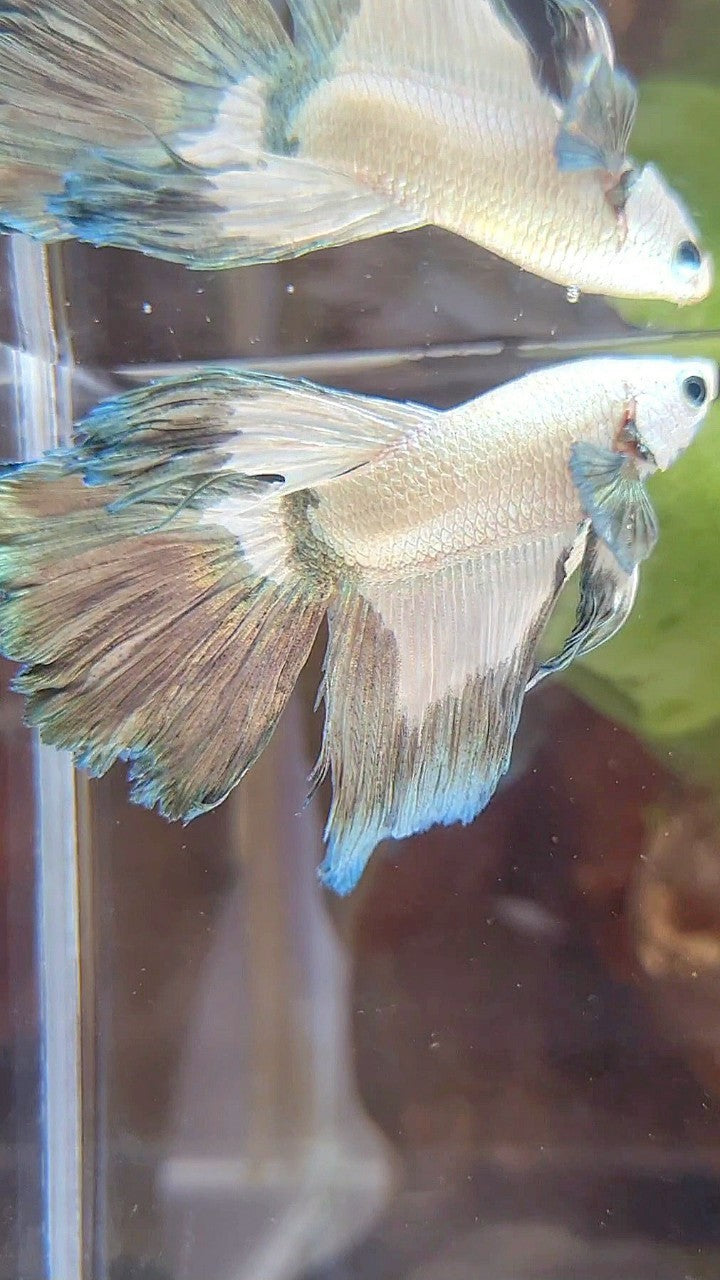 HALFMOON ROSETAIL COPPER RIM BETTA FISH