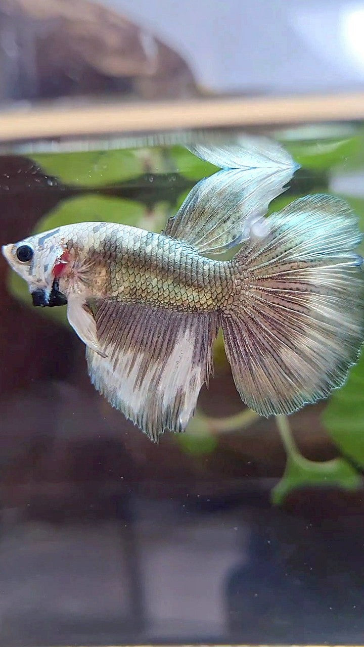 HALFMOON COPPER PATTERN MARBLE BETTA FISH