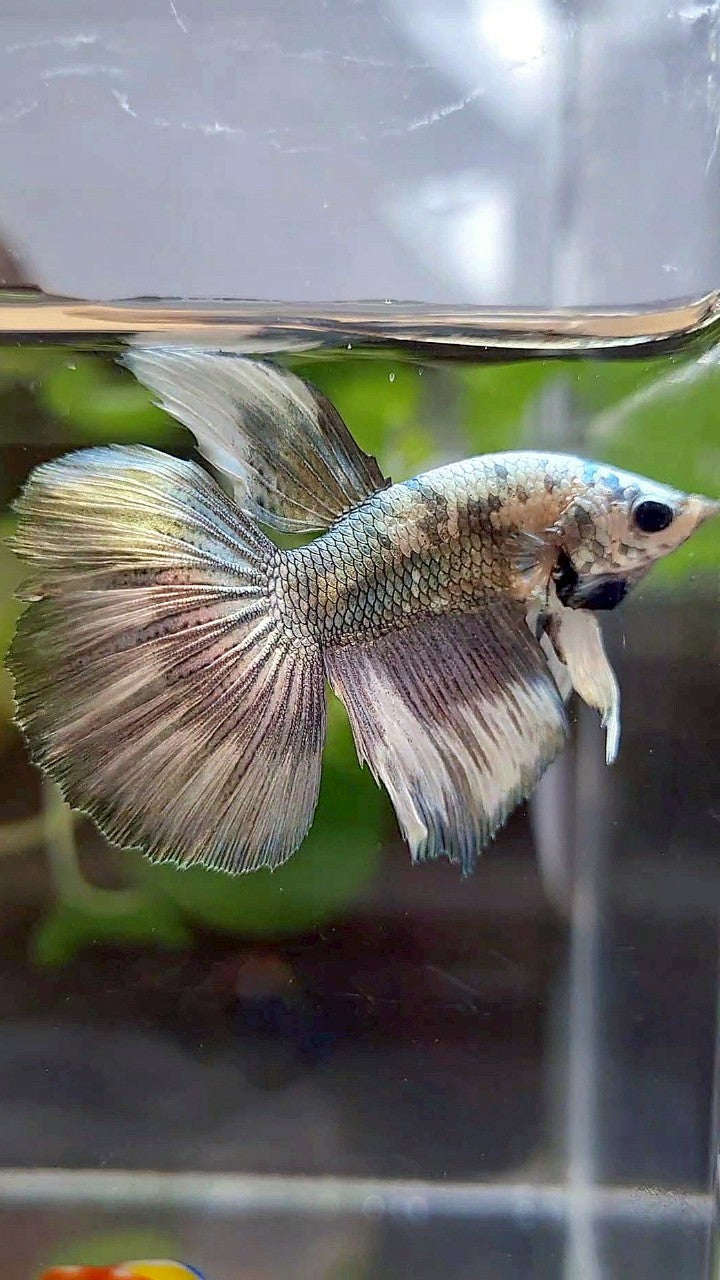 HALFMOON COPPER PATTERN MARBLE BETTA FISH