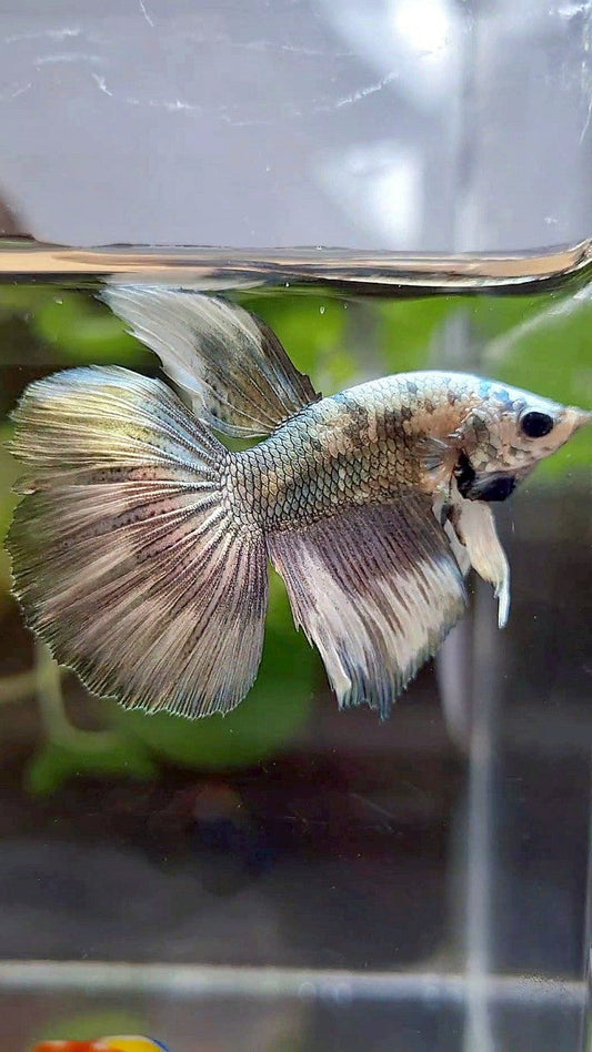 HALFMOON COPPER PATTERN MARBLE BETTA FISH