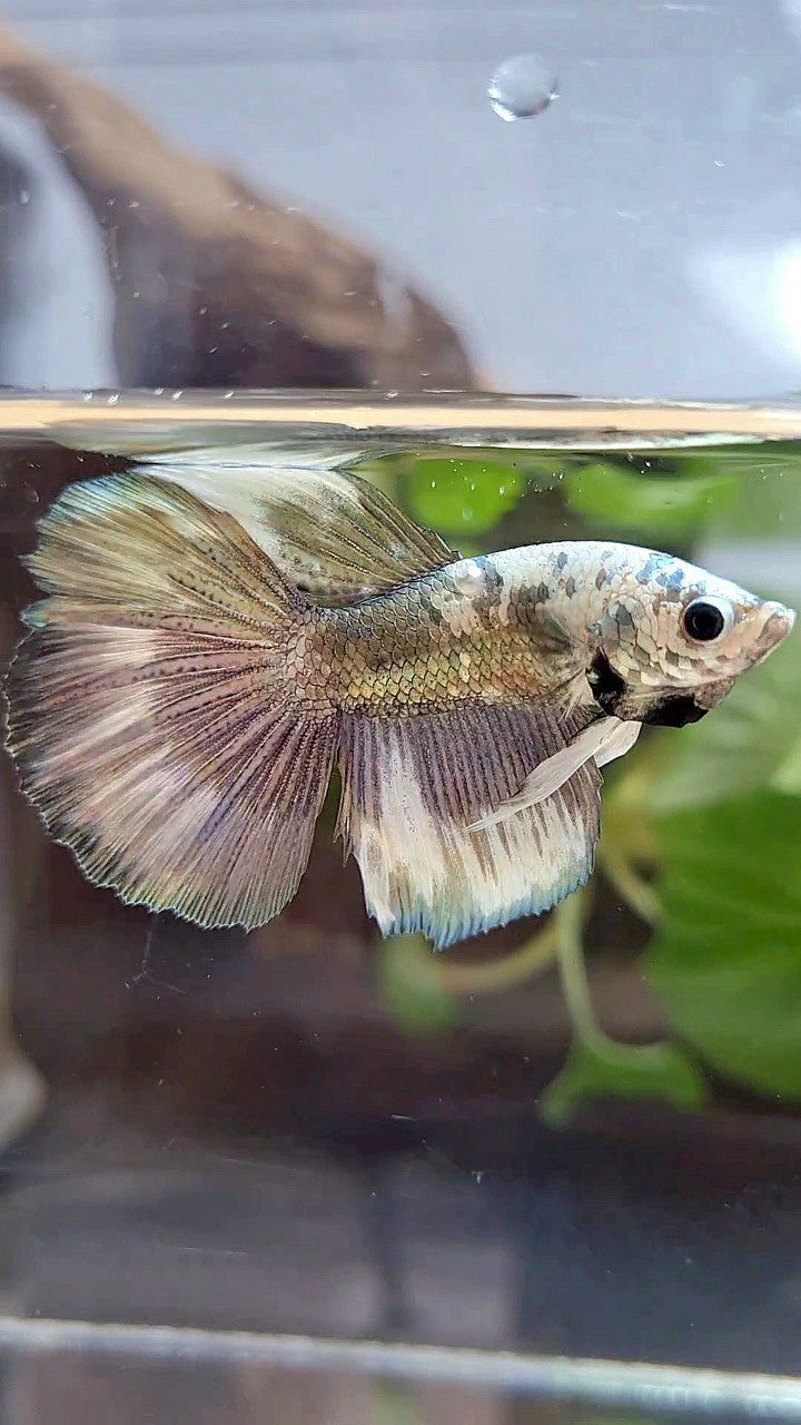 HALFMOON COPPER PATTERN MARBLE BETTA FISH