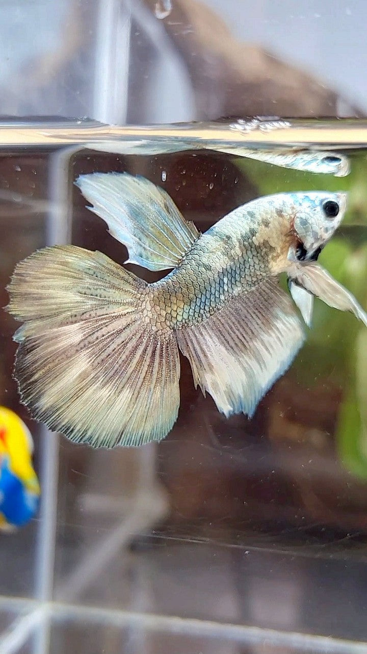 HALFMOON COPPER PATTERN MARBLE BETTA FISH