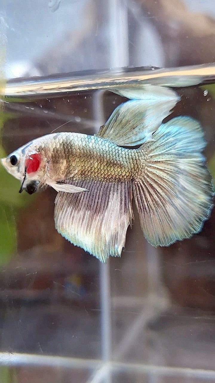 HALFMOON COPPER PATTERN MARBLE BETTA FISH