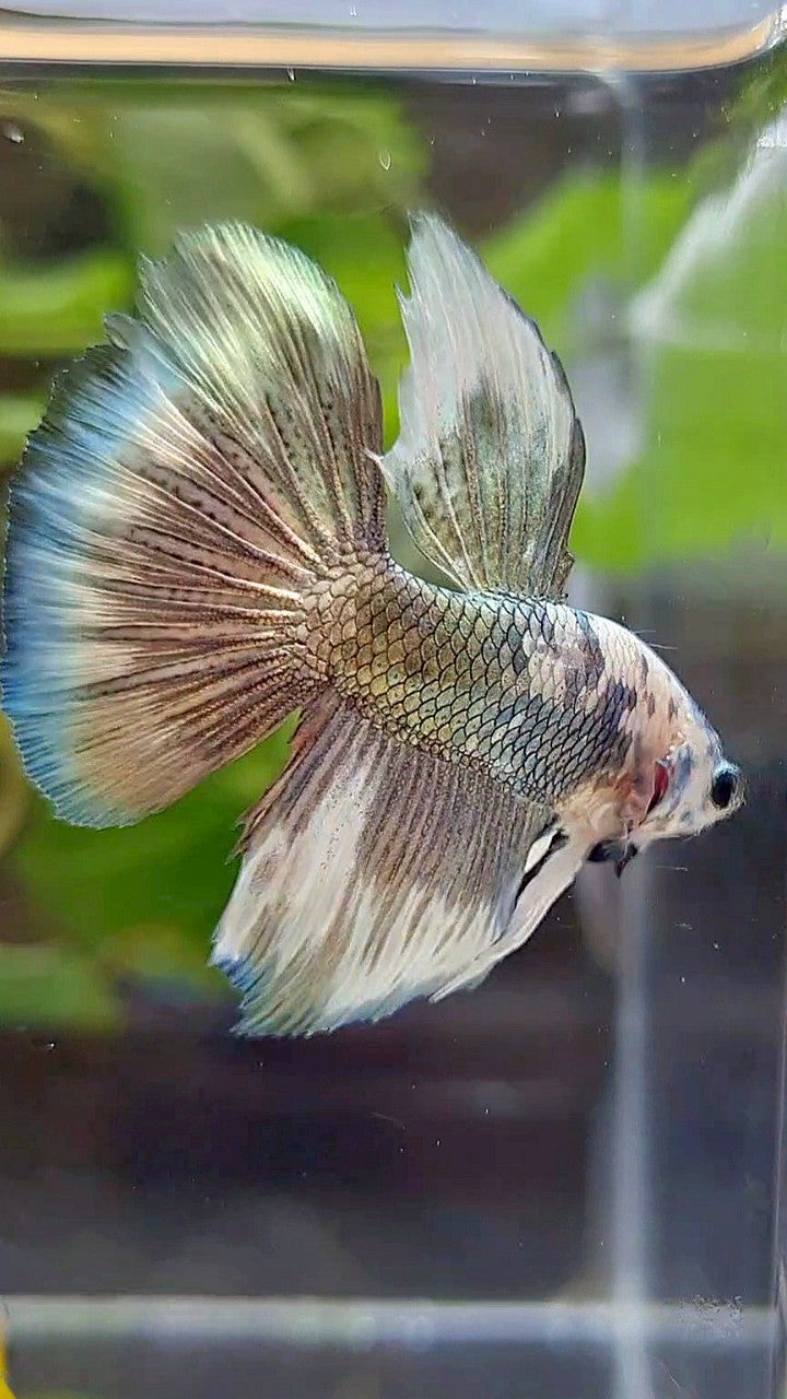 HALFMOON COPPER PATTERN MARBLE BETTA FISH