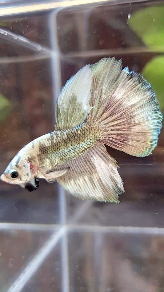HALFMOON COPPER PATTERN MARBLE BETTA FISH