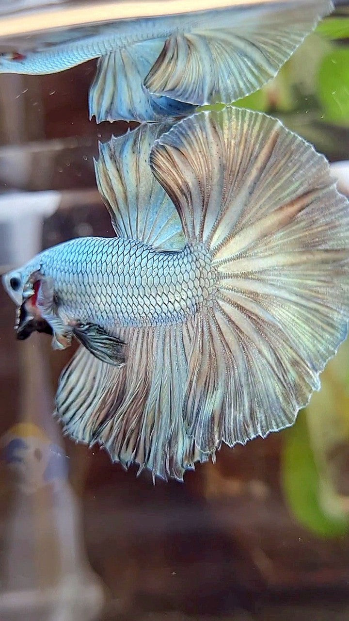 HALFMOON ROSETAIL SUPER COPPER FULLMASK BETTA FISH