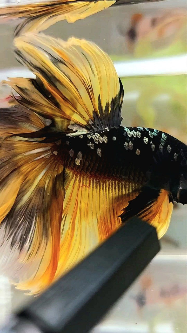 GIANT SIZE HALFMOON OVERTAIL ROSETAIL TL 8CM BLACK GALAXY COPPER GOLD AVATAR YELLOW BETTA FISH