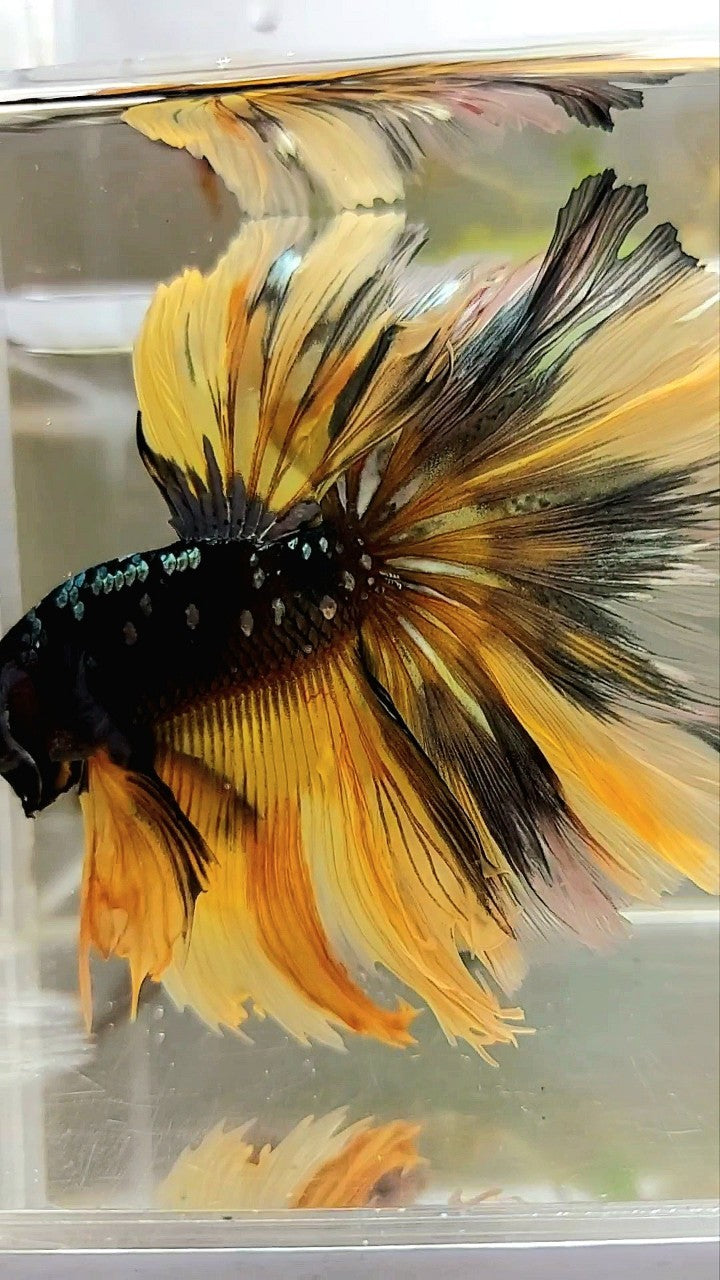 GIANT SIZE HALFMOON OVERTAIL ROSETAIL TL 8CM BLACK GALAXY COPPER GOLD AVATAR YELLOW BETTA FISH
