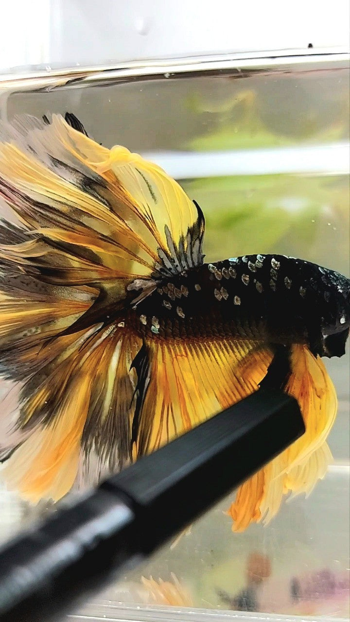 GIANT SIZE HALFMOON OVERTAIL ROSETAIL TL 8CM BLACK GALAXY COPPER GOLD AVATAR YELLOW BETTA FISH