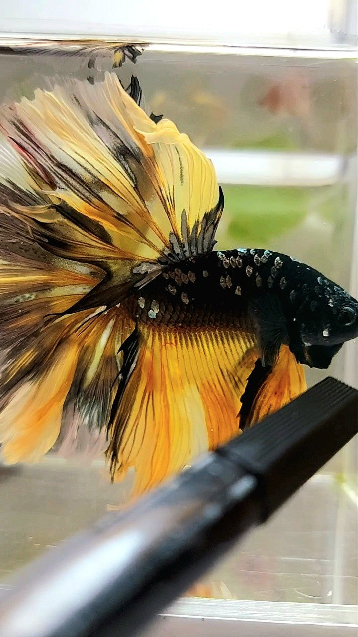GIANT SIZE HALFMOON OVERTAIL ROSETAIL TL 8CM BLACK GALAXY COPPER GOLD AVATAR YELLOW BETTA FISH