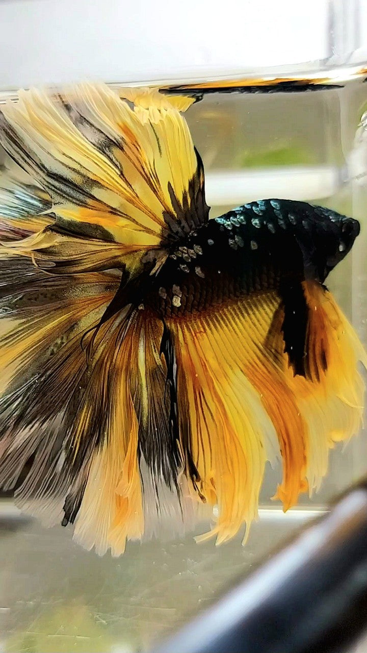 GIANT SIZE HALFMOON OVERTAIL ROSETAIL TL 8CM BLACK GALAXY COPPER GOLD AVATAR YELLOW BETTA FISH