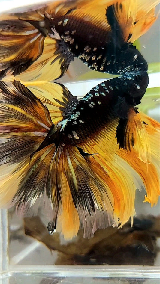 GIANT SIZE HALFMOON OVERTAIL ROSETAIL TL 8CM BLACK GALAXY COPPER GOLD AVATAR YELLOW BETTA FISH