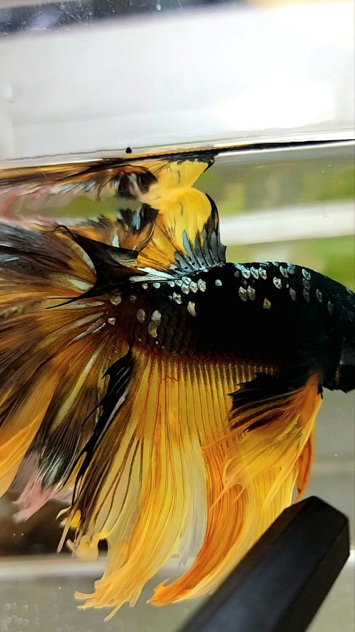 GIANT SIZE HALFMOON OVERTAIL ROSETAIL TL 8CM BLACK GALAXY COPPER GOLD AVATAR YELLOW BETTA FISH