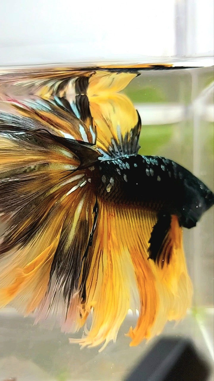 GIANT SIZE HALFMOON OVERTAIL ROSETAIL TL 8CM BLACK GALAXY COPPER GOLD AVATAR YELLOW BETTA FISH