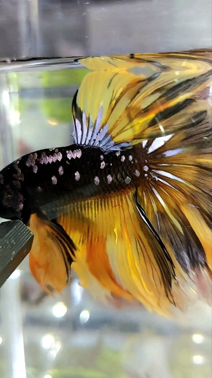 GIANT SIZE HALFMOON OVERTAIL ROSETAIL TL 8CM BLACK GALAXY COPPER GOLD AVATAR YELLOW BETTA FISH