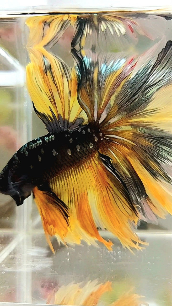 GIANT SIZE HALFMOON OVERTAIL ROSETAIL TL 8CM BLACK GALAXY COPPER GOLD AVATAR YELLOW BETTA FISH