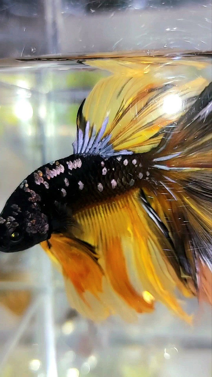 GIANT SIZE HALFMOON OVERTAIL ROSETAIL TL 8CM BLACK GALAXY COPPER GOLD AVATAR YELLOW BETTA FISH