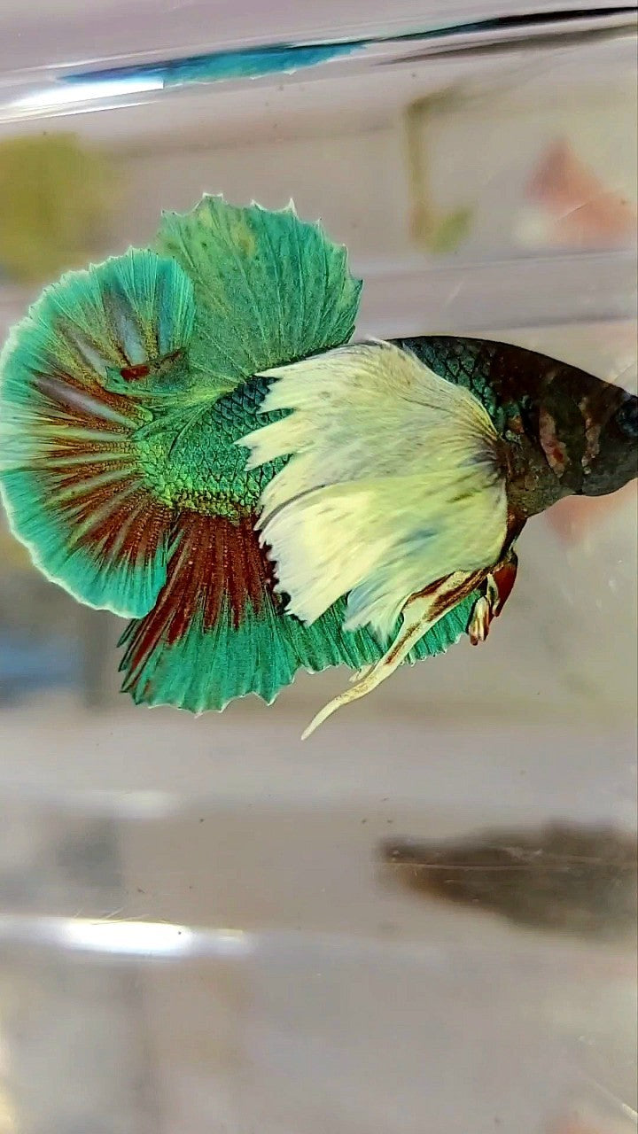 HMPK SUPER DUMBO EAR GREEN-BLUE TURQUOISE BETTA FISH