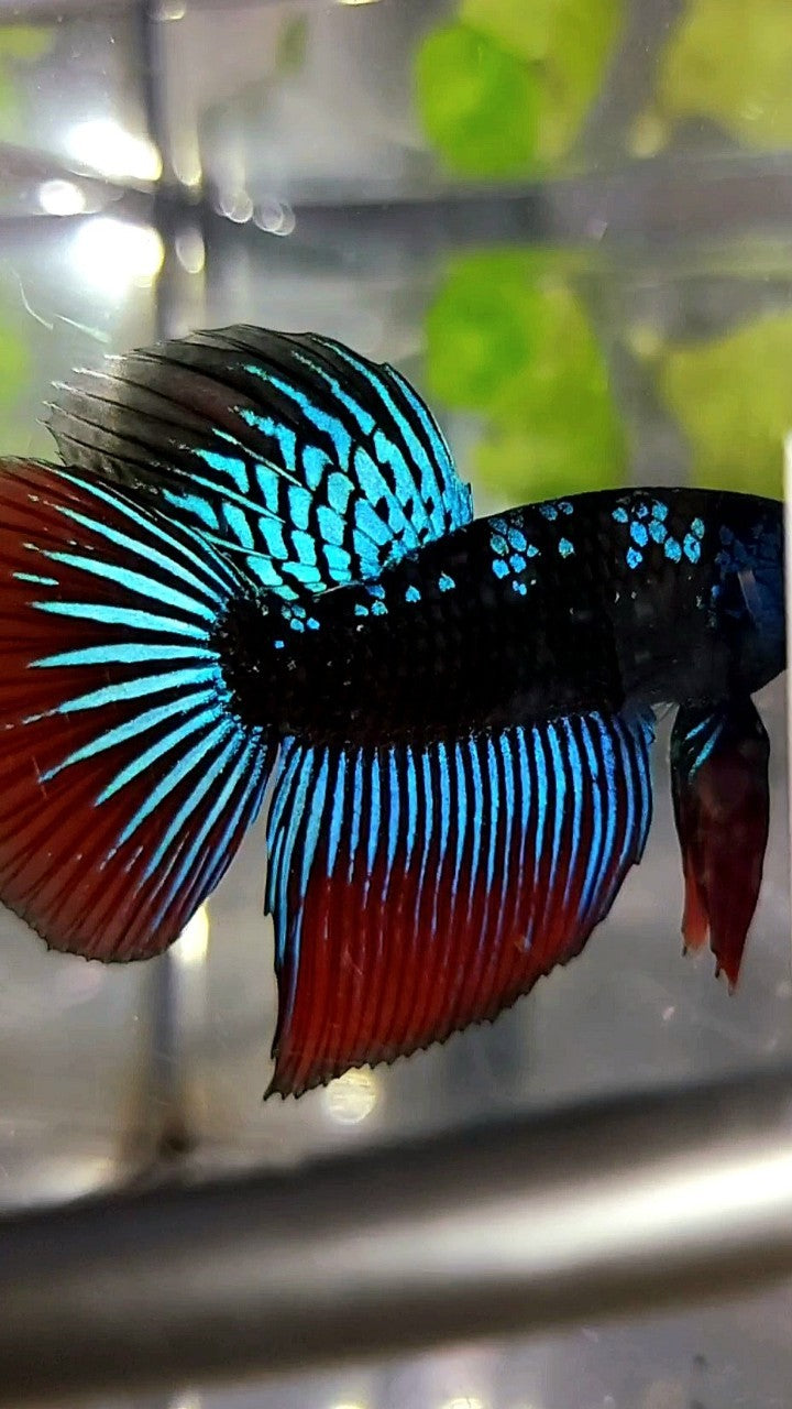 LONGFIN HALFMOON BLUE ALIEN SAMURAI GALAXY HYBRID WILD BETTA FISH