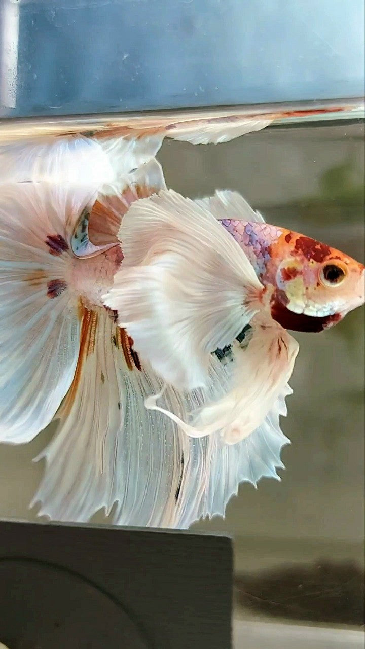 XL HALFMOON SUPER DUMBO EAR ROSETAIL WHITE CANDY MULTICOLOR BETTA FISH