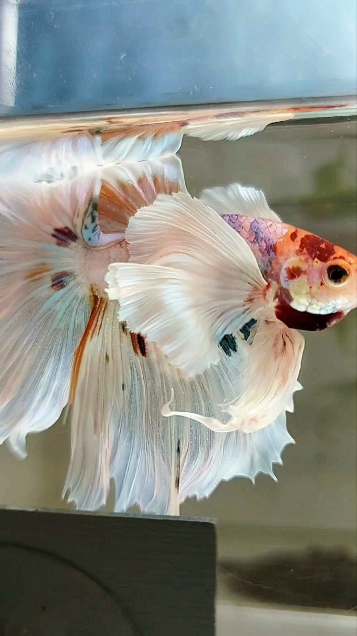 XL HALFMOON SUPER DUMBO EAR ROSETAIL WHITE CANDY MULTICOLOR BETTA FISH
