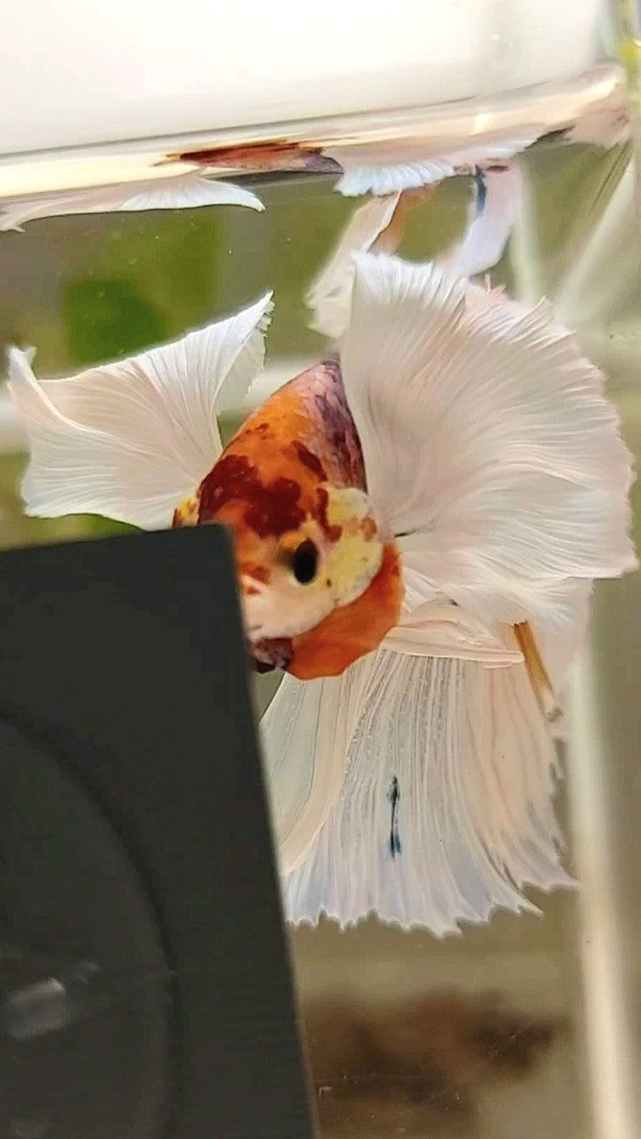 XL HALFMOON SUPER DUMBO EAR ROSETAIL WHITE CANDY MULTICOLOR BETTA FISH