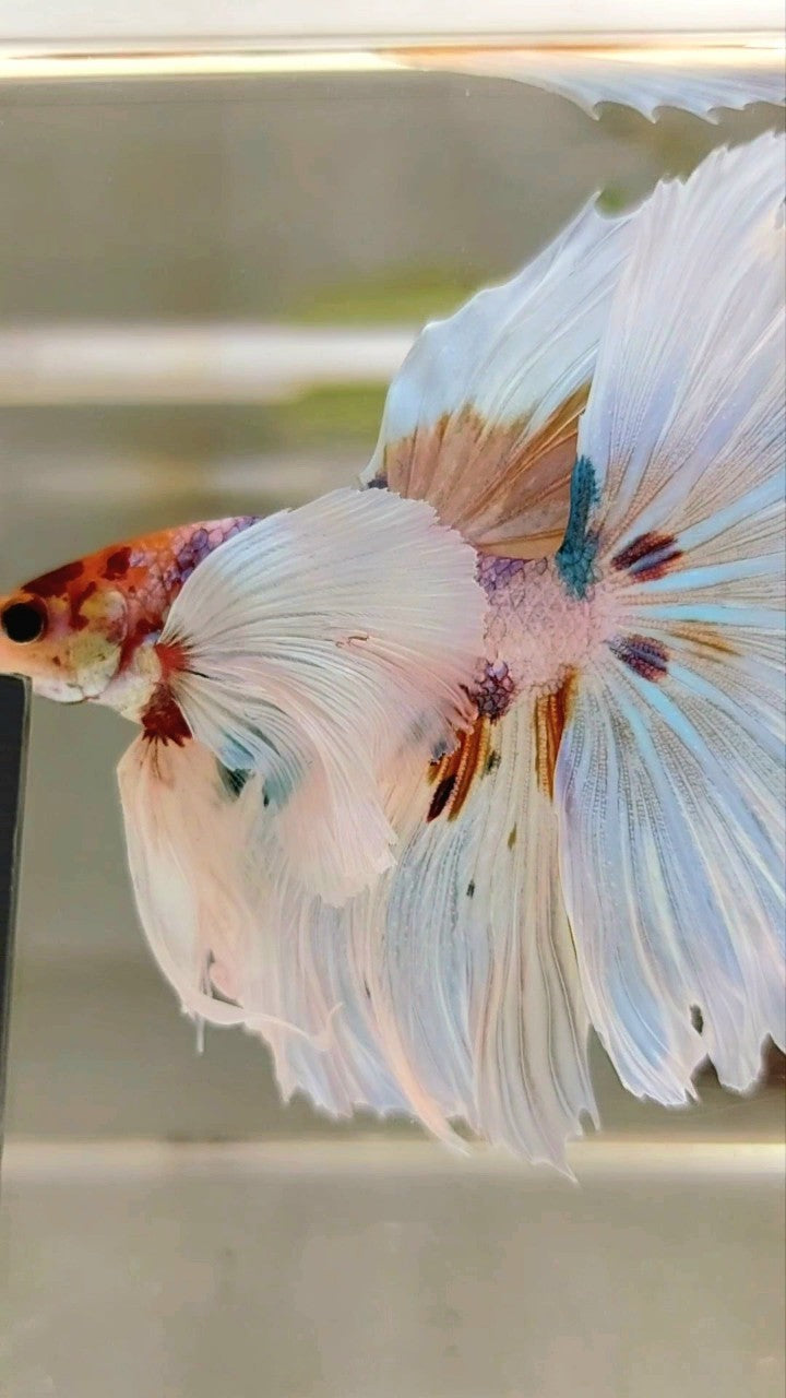XL HALFMOON SUPER DUMBO EAR ROSETAIL WHITE CANDY MULTICOLOR BETTA FISH