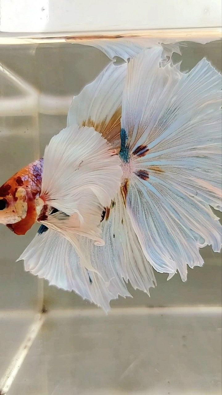 XL HALFMOON SUPER DUMBO EAR ROSETAIL WHITE CANDY MULTICOLOR BETTA FISH